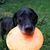 Royce Ronningen's profile image