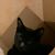 Ree J Fenderisimo's profile image