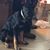 Suzanne Boyer Shane's profile image