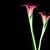 Niveen Atta Salamah's profile image