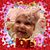 Joni Brienza's profile image