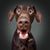 Shain Reed's profile image