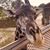 Michelle Orenick's profile image