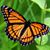 Donna Gorman Sarra's profile image