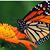 Doreen Cole's profile image