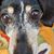 Wilbur Wire's profile image