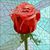 Melissa Dillard's profile image
