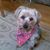 Robin Williams Dikos's profile image