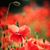 Hayle Hales's profile image