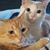 Nancy Crumbley's profile image