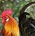 Tricia Priester's profile image