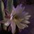 Dawn Norfolk-Ross's profile image