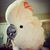 Kaycee Jane's profile image
