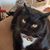 Juan Capote's profile image