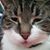 Suzanne Liszak-Sanderson's profile image