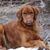 Kelly Higgins Laprade's profile image