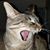 Lauren E. Rizzo's profile image