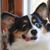 Carol L. Summerville's profile image