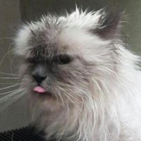 Julia Brown's profile image