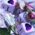 Beckie Ann Allred's profile image