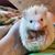 Gretchen Nanny Ghivizzani's profile image