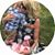 Jennifer Davis Allison's profile image