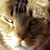 Regina Borsilli-Brown's profile image