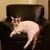 Val Meyer Beenken's profile image