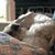 Tom Fitzsimmons's profile image