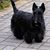Linda Barringer Taylor's profile image
