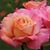 Jane Padoven Rose's profile image