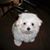 Marcia Koon Shirley-Horton's profile image