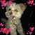 Ilene Chong's profile image