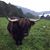 Nicole Feehan's profile image