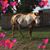 Judy Wendt's profile image