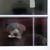 Phineas T GlenofImaal Terrier's profile image