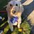 Lisa Dieli Valentine's profile image