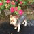 Ann Windhaus Collinsworth's profile image
