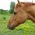 Cynthia Carroll Hall's profile image