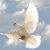 Nancy Rojas Sanchez's profile image