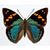 Laura Burmood's profile image