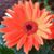 Denise Asper's profile image