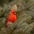 Diane Steh's profile image