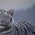 Steven Piggott's profile image