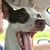Pugsy Wugsy's profile image
