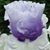 Laura Lee Henderson-George's profile image