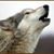 Wyluli Wolf's profile image