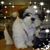 Lisa Trent's profile image
