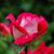 Teresa Jackson's profile image