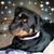 Kelly Graves Wallace's profile image